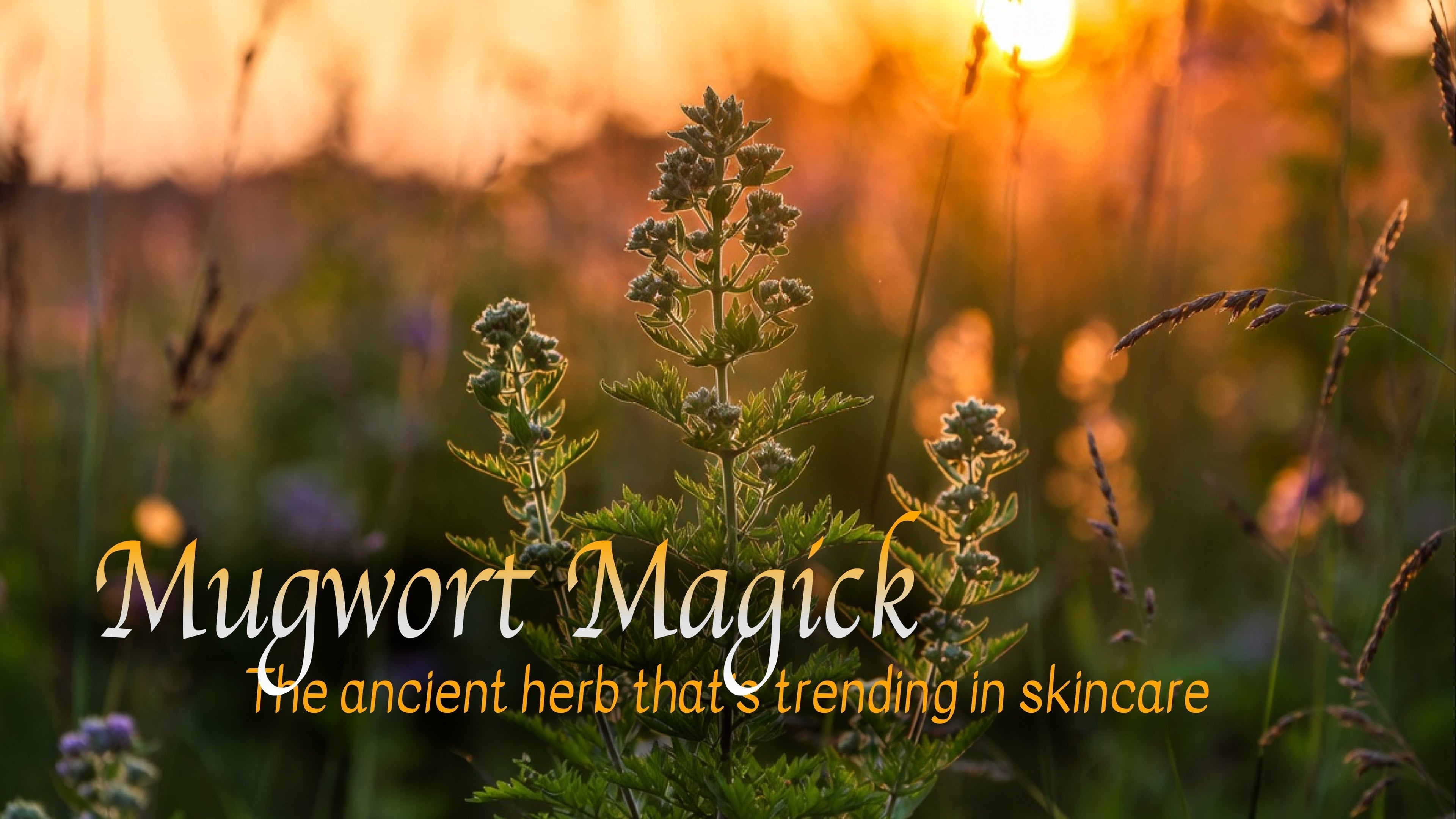 Mugwort in bloom. Nature's dream ally 