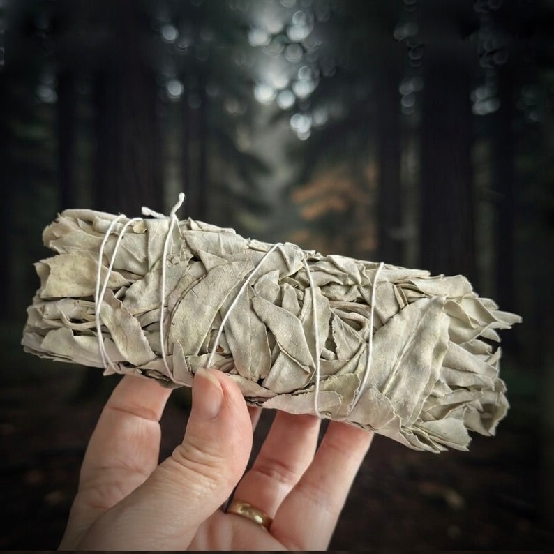 Hand holding a sage smudge stick with a forest background